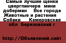 Самые лучшие щенки цвергпинчера (мини доберман) - Все города Животные и растения » Собаки   . Кемеровская обл.,Березовский г.